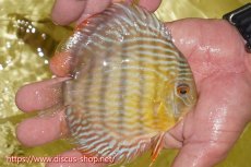 画像2: 【ワイルドディスカス】【通販】ヤムンダロイヤル　ヤングスター【個体販売】11-12cm（生体）ヤムンダ産 (2)