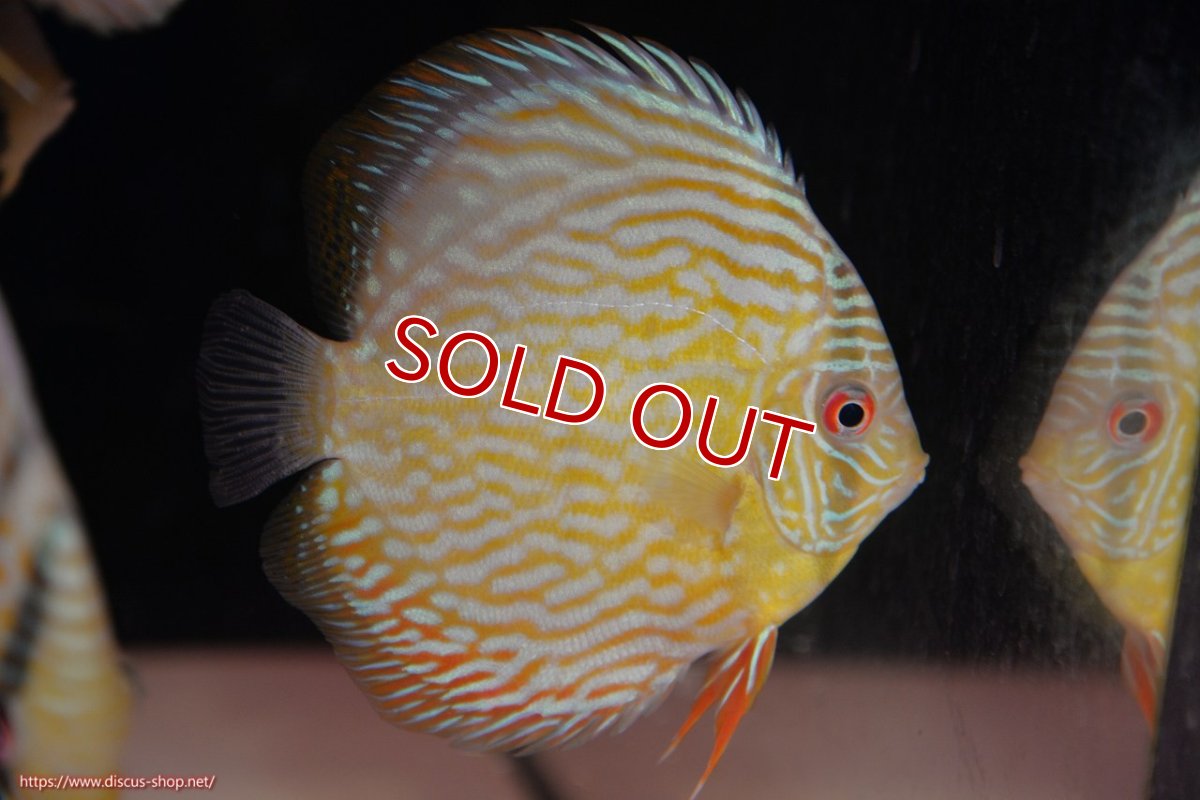 画像1: 【ワイルドディスカス】【通販】ヤムンダロイヤル　ヤングスター【個体販売】11-12cm（生体）ヤムンダ産 (1)