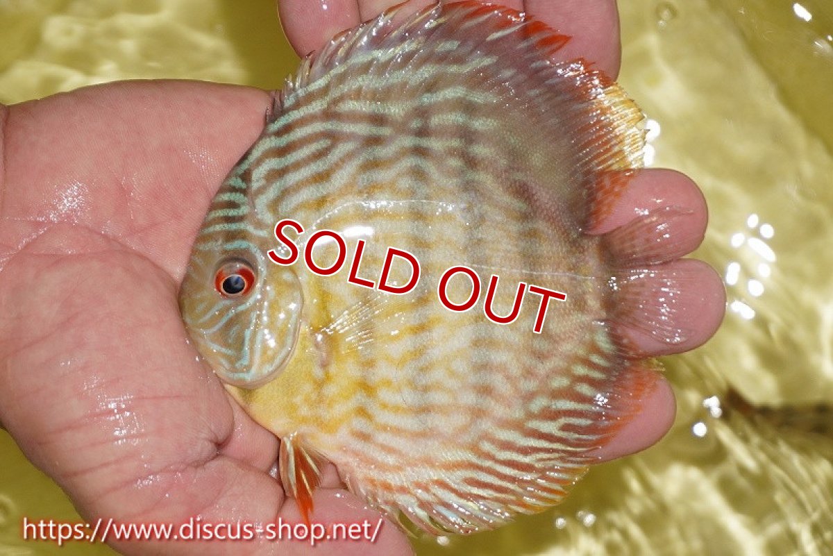 画像2: 【ワイルドディスカス】【通販】ヤムンダロイヤル　ヤングスター【個体販売】11-12cm（生体）ヤムンダ産 (2)