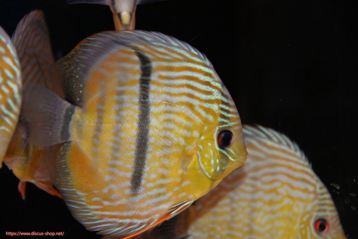 画像1: 【30周年記念セール対象個体】【ワイルドディスカス】【通販】ヤムンダロイヤルクロス　ヤングスター（オレンジ目）【個体販売】11-12cm（生体）ヤムンダ産 (1)