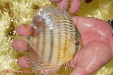 画像3: 【30周年記念セール対象個体】【ワイルドディスカス】【通販】ヤムンダロイヤルクロス　ヤングスター（オレンジ目）【個体販売】11-12cm（生体）ヤムンダ産 (3)