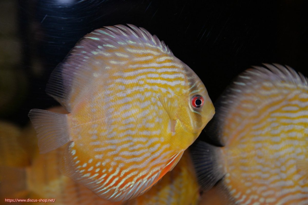 画像1: 【30周年記念セール対象個体】【ワイルドディスカス】【通販】ヤムンダロイヤル　ヤングスター【個体販売】11-12cm（生体）ヤムンダ産 (1)