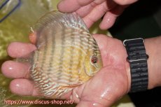 画像3: 【30周年記念セール対象個体】【ワイルドディスカス】【通販】ヤムンダロイヤル　ヤングスター【個体販売】11-12cm（生体）ヤムンダ産 (3)