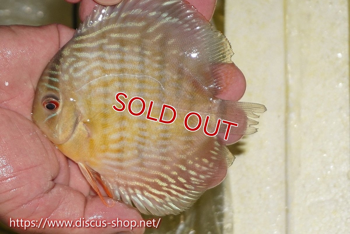 画像2: 【クーポン対象個体 1匹購入で10%OFF 2匹購入で15%OFF 3匹購入で20%OFF】【ワイルドディスカス】【通販】ヤムンダロイヤル　ヤングスター【個体販売】11-12cm（生体）ヤムンダ産 (2)