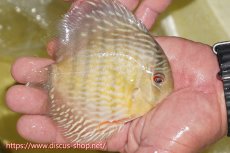 画像2: 【ワイルドディスカス】【通販】ヤムンダロイヤル　ヤングスター【個体販売】11-12cm（生体）ヤムンダ産 (2)