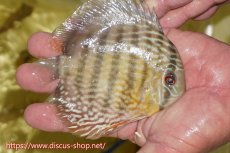 画像2: 【ワイルドディスカス】【通販】ヤムンダロイヤル　ヤングスター【個体販売】11-12cm（生体）ヤムンダ産 (2)