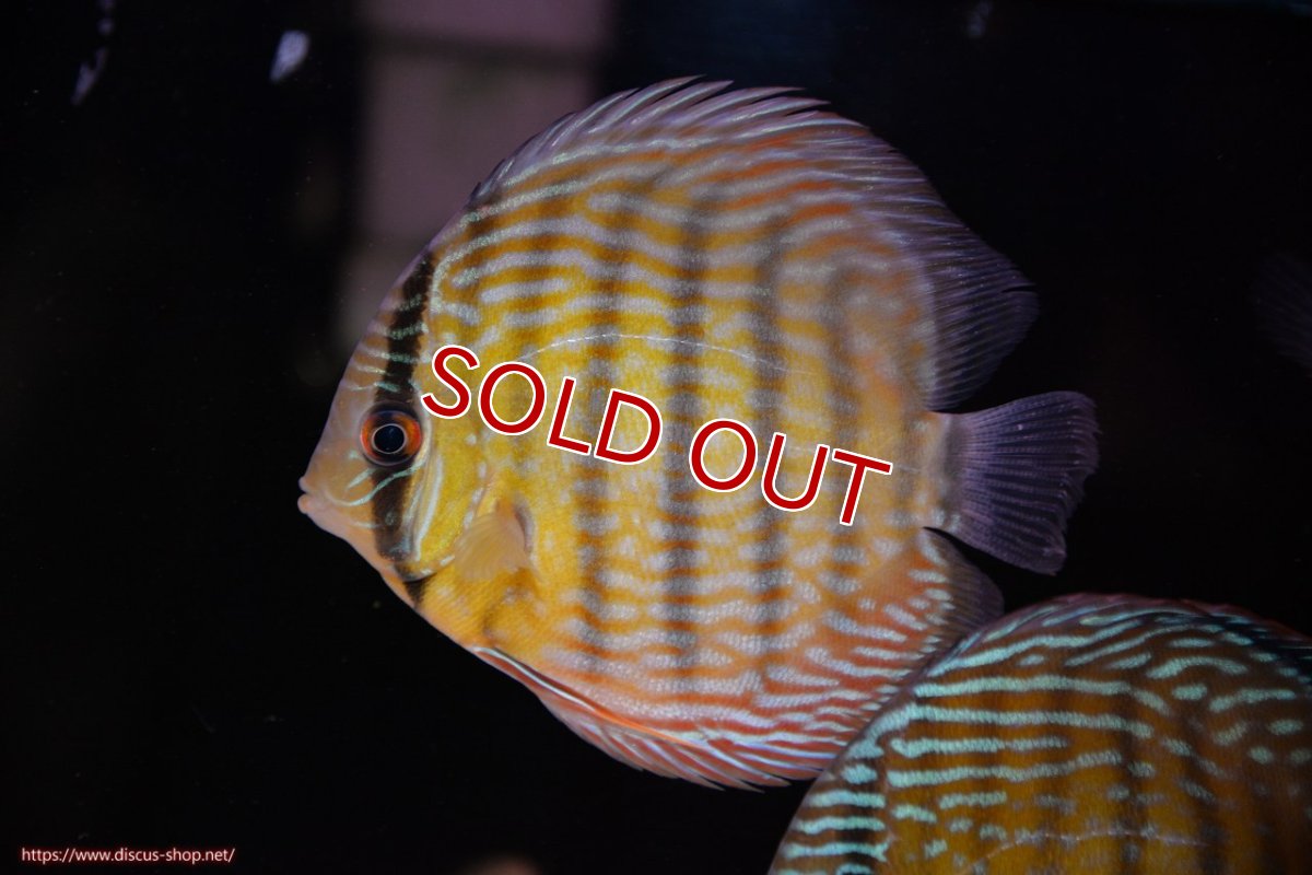 画像1: 【30周年記念セール対象個体】【ワイルドディスカス】【通販】ヤムンダロイヤル　ヤングスター【個体販売】11-12cm（生体）ヤムンダ産 (1)