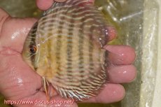 画像1: 【ワイルドディスカス】【通販】ヤムンダロイヤル　ヤングスター【個体販売】11-12cm（生体）ヤムンダ産 (1)