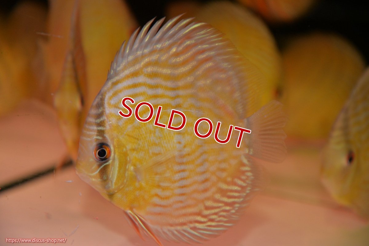 画像2: 【30周年記念セール対象個体】【ワイルドディスカス】【通販】ヤムンダロイヤル　ヤングスター【個体販売】11-12cm（生体）ヤムンダ産 (2)