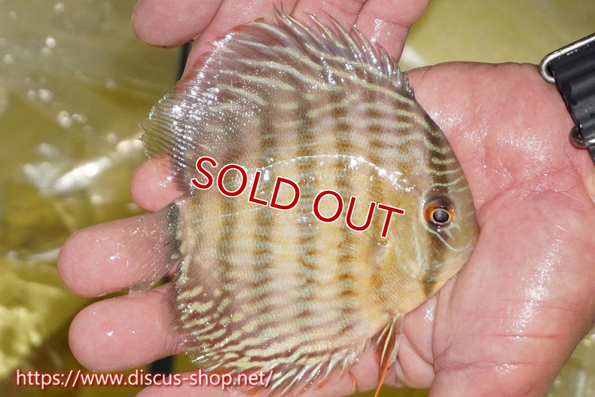 画像4: 【30周年記念セール対象個体】【ワイルドディスカス】【通販】ヤムンダロイヤル　ヤングスター【個体販売】11-12cm（生体）ヤムンダ産 (4)