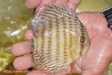 画像4: 【30周年記念セール対象個体】【ワイルドディスカス】【通販】ヤムンダロイヤル　ヤングスター【個体販売】11-12cm（生体）ヤムンダ産 (4)