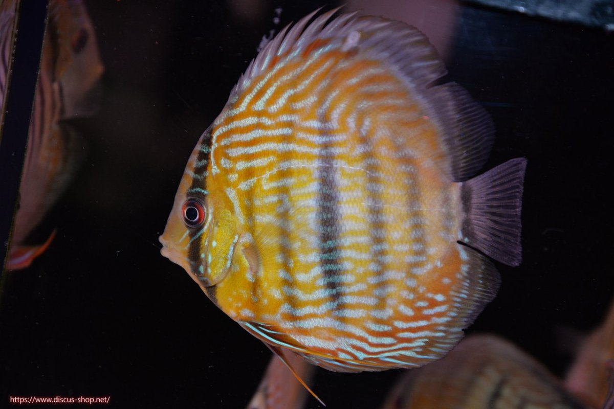 画像1: 【30周年記念セール対象個体】【ワイルドディスカス】【通販】ヤムンダロイヤル　ヤングスター【個体販売】11-12cm（生体）ヤムンダ産 (1)