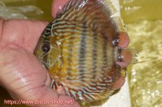 画像3: 【30周年記念セール対象個体】【ワイルドディスカス】【通販】ヤムンダロイヤル　ヤングスター【個体販売】11-12cm（生体）ヤムンダ産 (3)