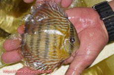 画像4: 【30周年記念セール対象個体】【ワイルドディスカス】【通販】ヤムンダロイヤル　ヤングスター【個体販売】11-12cm（生体）ヤムンダ産 (4)