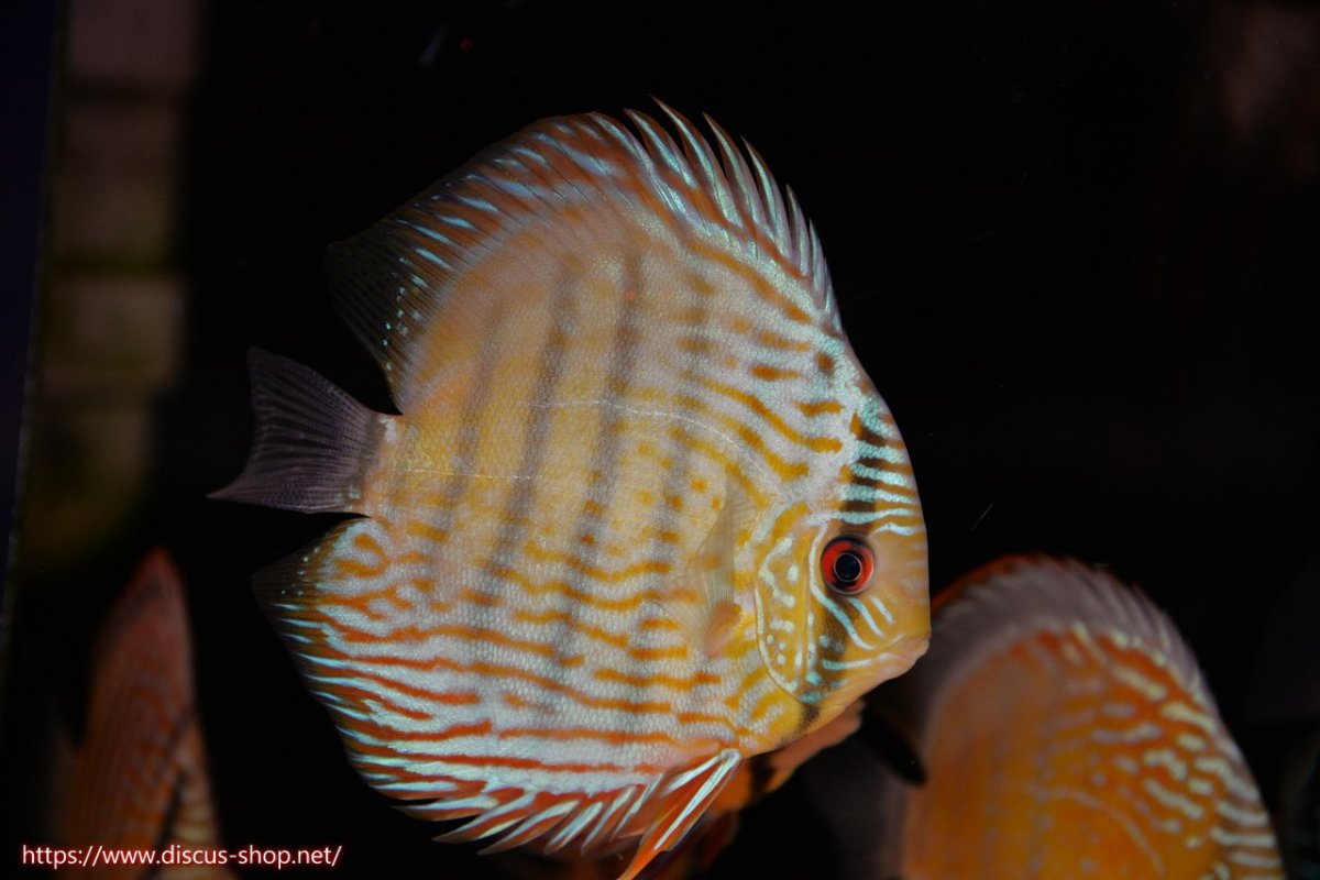 画像1: 【30周年記念セール対象個体】【ワイルドディスカス】【通販】ヤムンダロイヤル　ヤングスター【個体販売】11-12cm（生体）ヤムンダ産 (1)