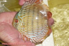 画像1: 【ワイルドディスカス】【通販】ヤムンダロイヤル　ヤングスター【個体販売】11-12cm（生体）ヤムンダ産 (1)