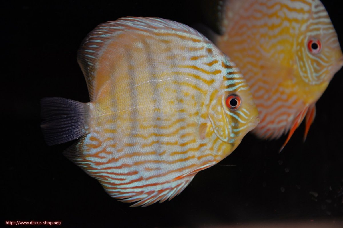 画像2: 【30周年記念セール対象個体】【ワイルドディスカス】【通販】ヤムンダロイヤル　ヤングスター【個体販売】11-12cm（生体）ヤムンダ産 (2)