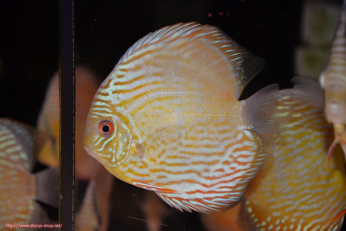 画像3: 【30周年記念セール対象個体】【ワイルドディスカス】【通販】ヤムンダロイヤル　ヤングスター【個体販売】11-12cm（生体）ヤムンダ産 (3)