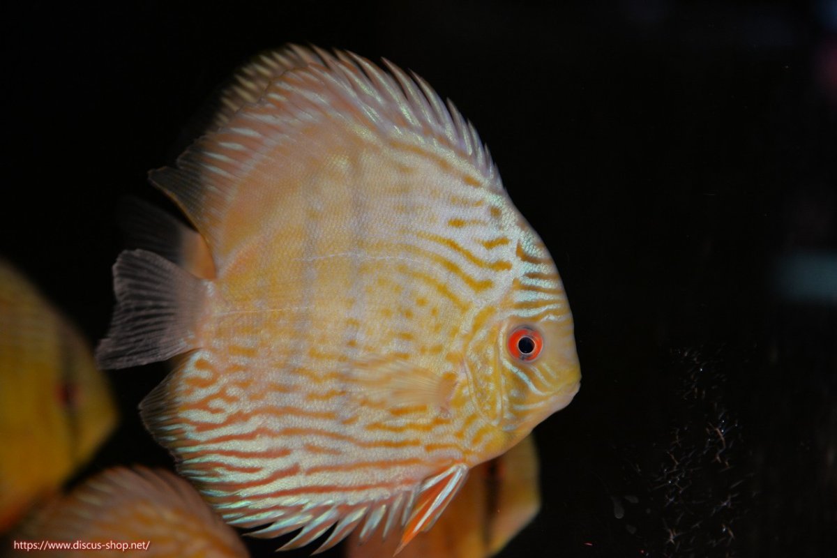 画像4: 【30周年記念セール対象個体】【ワイルドディスカス】【通販】ヤムンダロイヤル　ヤングスター【個体販売】11-12cm（生体）ヤムンダ産 (4)