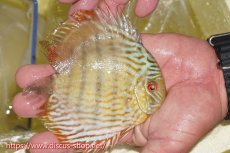 画像6: 【30周年記念セール対象個体】【ワイルドディスカス】【通販】ヤムンダロイヤル　ヤングスター【個体販売】11-12cm（生体）ヤムンダ産 (6)