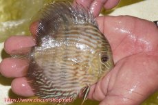 画像3: 【30周年記念セール対象個体】【ワイルドディスカス】【通販】ヤムンダロイヤル　ヤングスター【個体販売】11-12cm（生体）ヤムンダ産 (3)