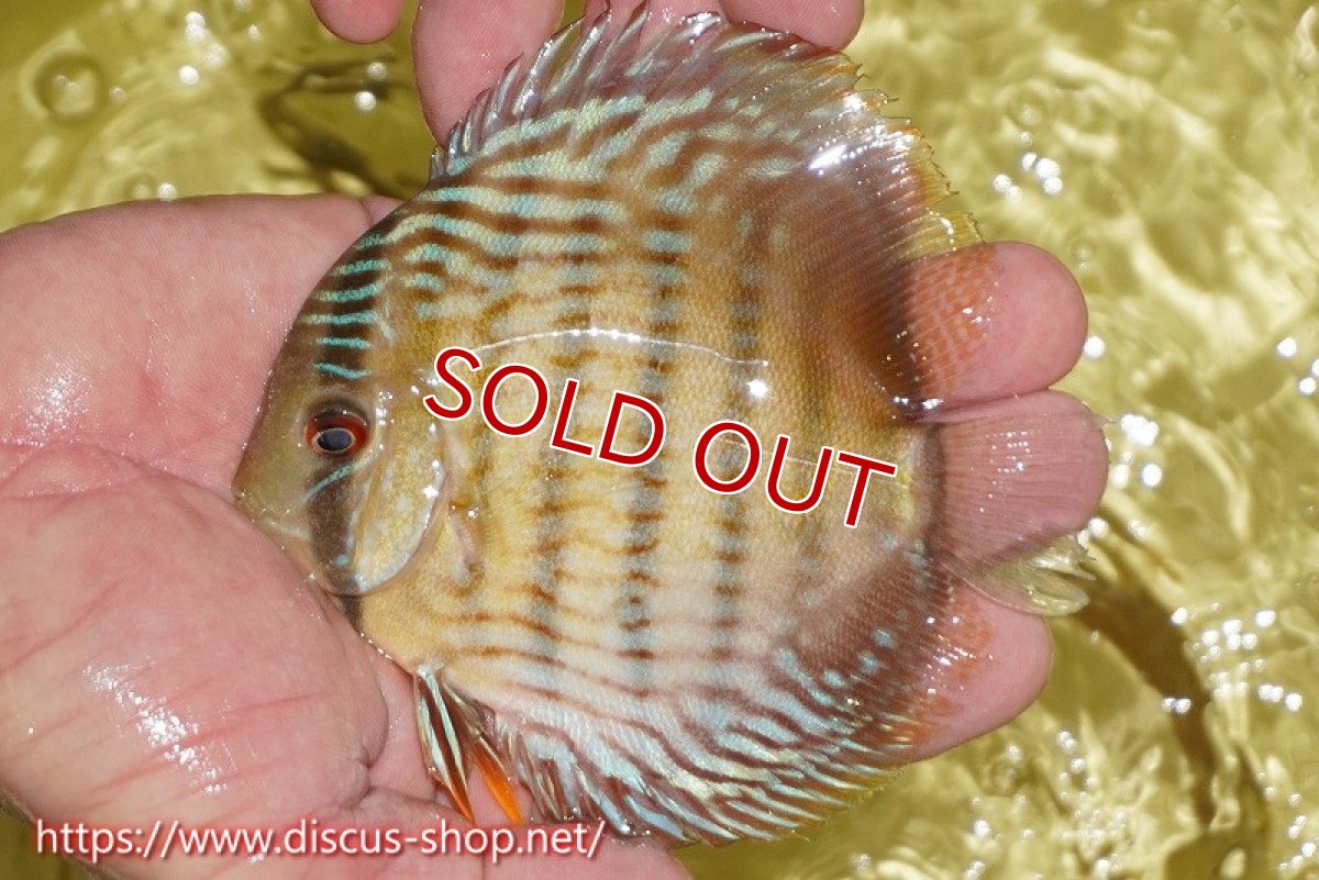 画像1: 【決算セール対象個体】【ワイルドディスカス】【通販】ヤムンダロイヤル　ヤングスター【個体販売】11-12cm（生体）ヤムンダ産 (1)