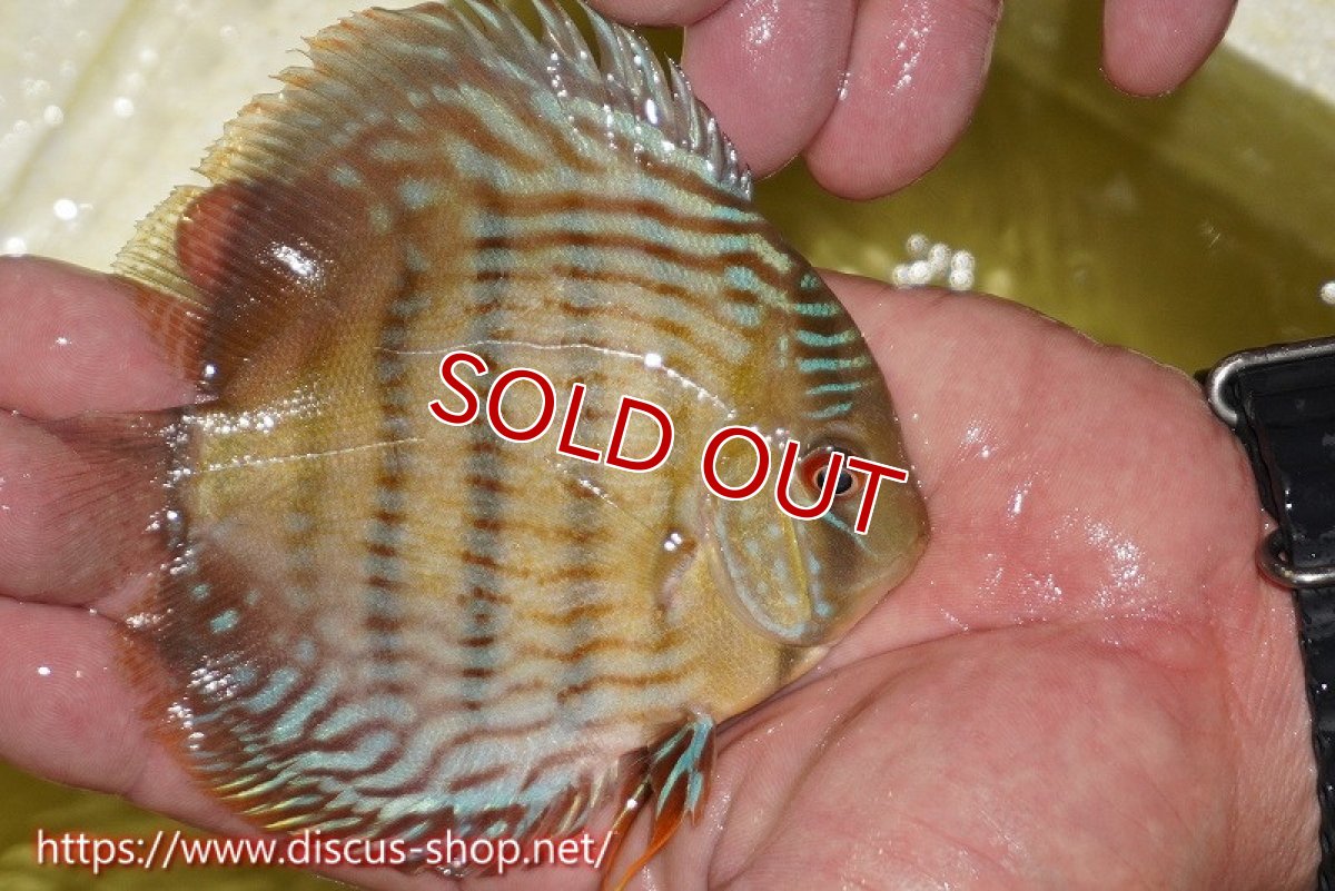 画像2: 【決算セール対象個体】【ワイルドディスカス】【通販】ヤムンダロイヤル　ヤングスター【個体販売】11-12cm（生体）ヤムンダ産 (2)