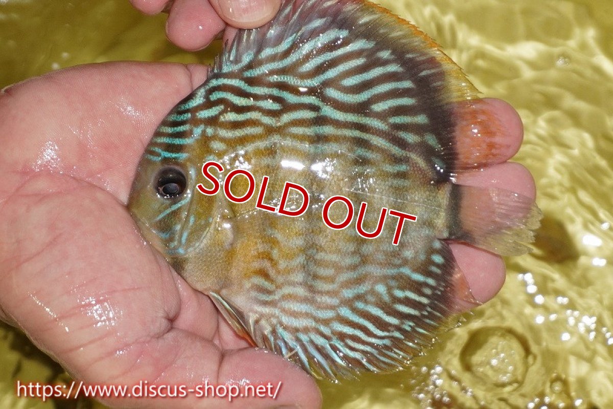 画像1: 【30周年記念セール対象個体】【ワイルドディスカス】【通販】ヤムンダロイヤル　ヤングスター（オレンジ目）【個体販売】11-12cm（生体）ヤムンダ産 (1)