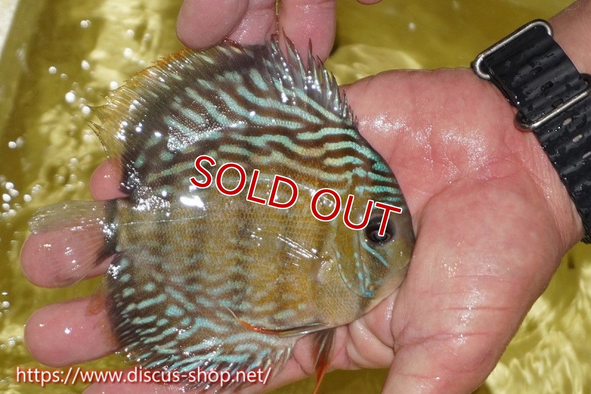 画像2: 【30周年記念セール対象個体】【ワイルドディスカス】【通販】ヤムンダロイヤル　ヤングスター（オレンジ目）【個体販売】11-12cm（生体）ヤムンダ産 (2)