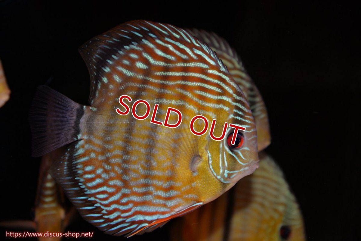 画像1: 【30周年記念セール対象個体】【ワイルドディスカス】【通販】ヤムンダロイヤル　ヤングスター【個体販売】11-12cm（生体）ヤムンダ産 (1)