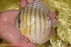 画像1: 【ワイルドディスカス】【通販】ヤムンダロイヤル　ヤングスター【個体販売】11-12cm（生体）ヤムンダ産 (1)