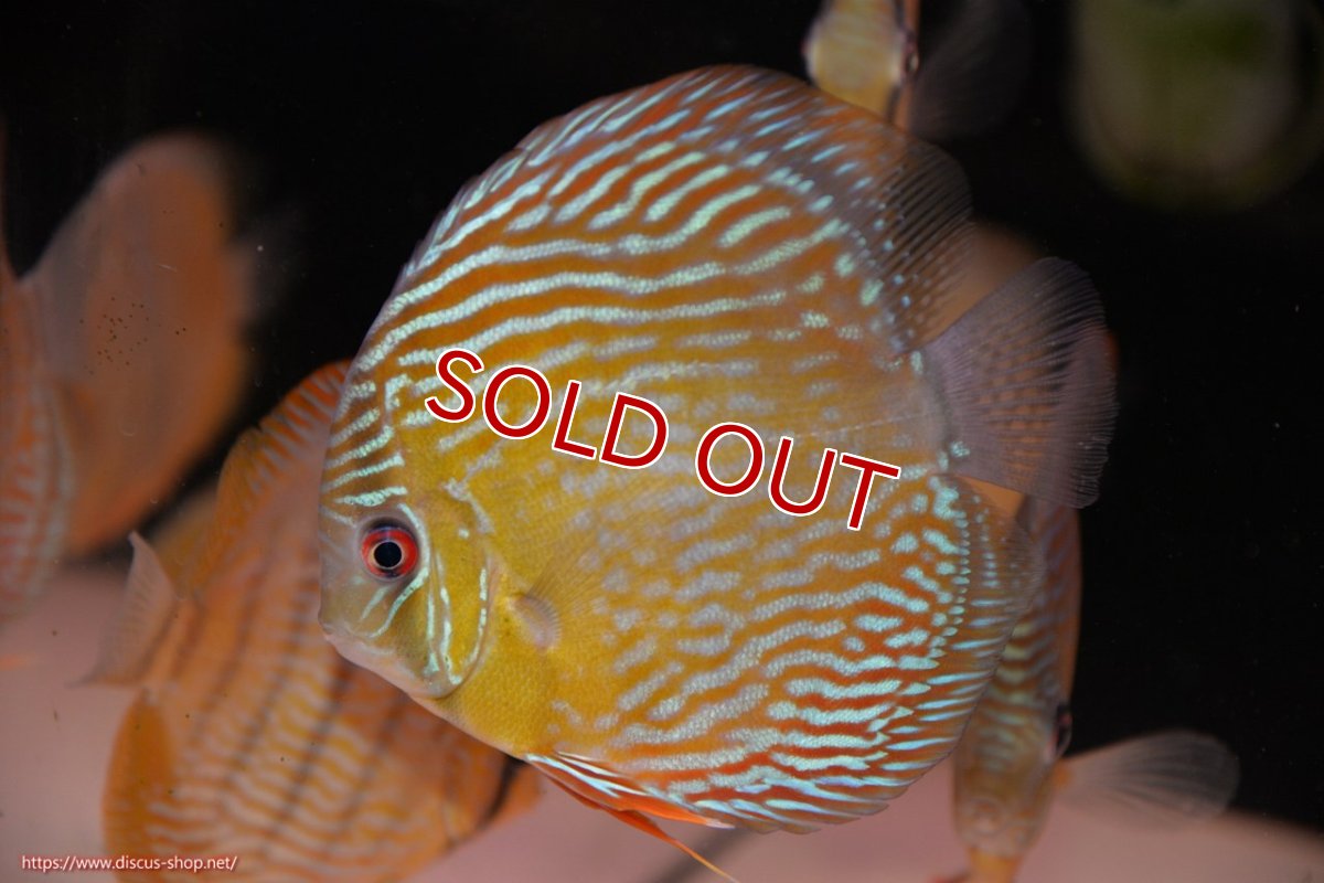 画像2: 【30周年記念セール対象個体】【ワイルドディスカス】【通販】ヤムンダロイヤル　ヤングスター【個体販売】11-12cm（生体）ヤムンダ産 (2)