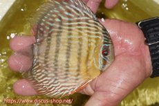 画像2: 【ワイルドディスカス】【通販】ヤムンダロイヤル　ヤングスター【個体販売】11-12cm（生体）ヤムンダ産 (2)