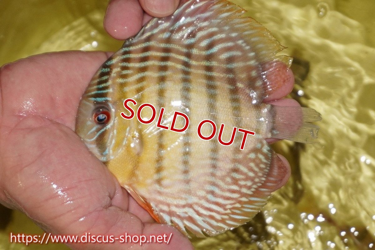 画像4: 【30周年記念セール対象個体】【ワイルドディスカス】【通販】ヤムンダロイヤル　ヤングスター【個体販売】11-12cm（生体）ヤムンダ産 (4)