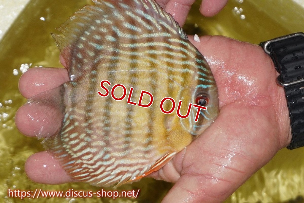 画像5: 【30周年記念セール対象個体】【ワイルドディスカス】【通販】ヤムンダロイヤル　ヤングスター【個体販売】11-12cm（生体）ヤムンダ産 (5)