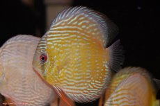 画像3: 【30周年記念セール対象個体】【ワイルドディスカス】【通販】ヤムンダロイヤル　ヤングスター【個体販売】11-12cm（生体）ヤムンダ産 (3)