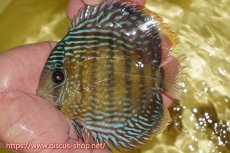 画像4: 【30周年記念セール対象個体】【ワイルドディスカス】【通販】ヤムンダロイヤル　ヤングスター【個体販売】11-12cm（生体）ヤムンダ産 (4)