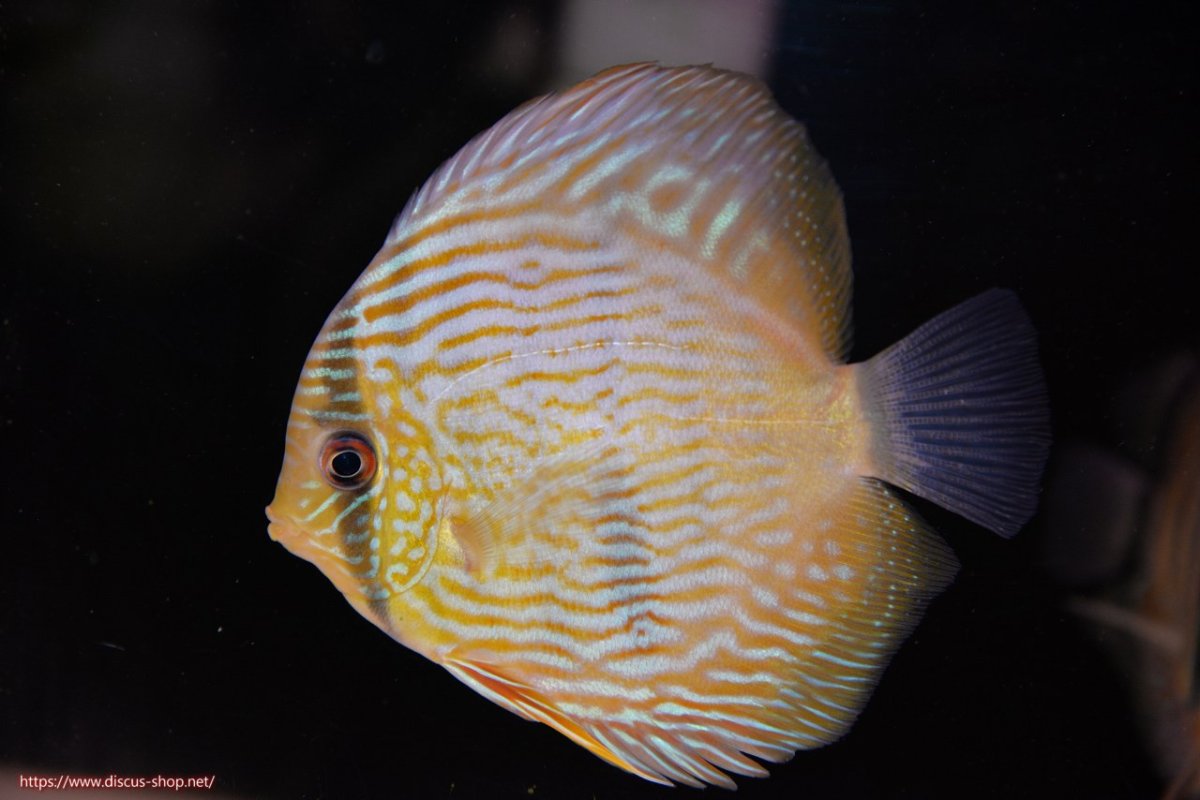 画像1: 【30周年記念セール対象個体】【ワイルドディスカス】【通販】ヤムンダロイヤルクロス　ヤングスター（オレンジ目）【個体販売】11-12cm（生体）ヤムンダ産 (1)