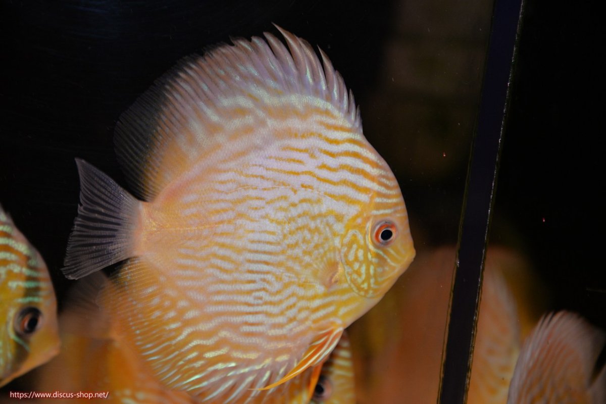 画像2: 【30周年記念セール対象個体】【ワイルドディスカス】【通販】ヤムンダロイヤルクロス　ヤングスター（オレンジ目）【個体販売】11-12cm（生体）ヤムンダ産 (2)