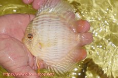 画像3: 【30周年記念セール対象個体】【ワイルドディスカス】【通販】ヤムンダロイヤルクロス　ヤングスター（オレンジ目）【個体販売】11-12cm（生体）ヤムンダ産 (3)