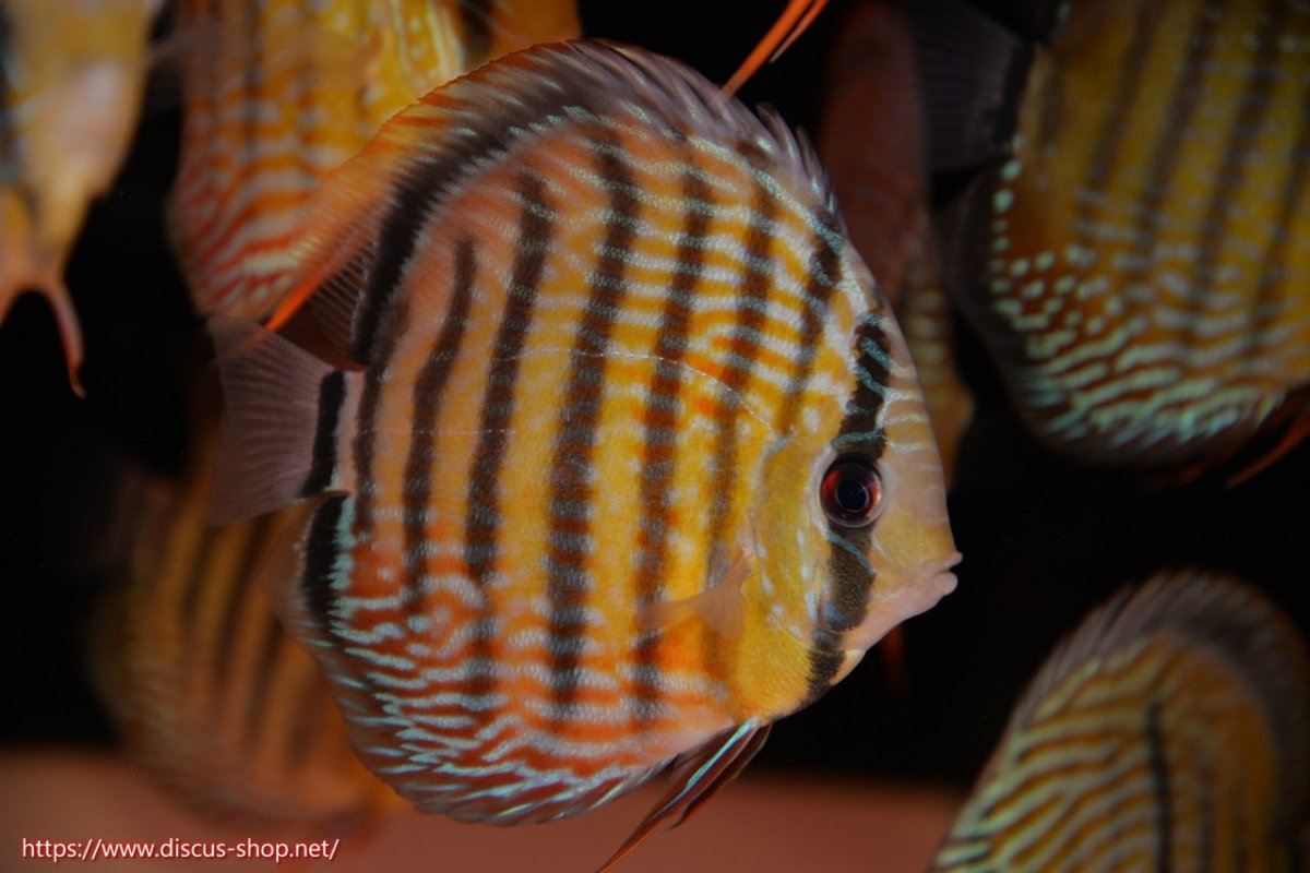 画像1: 【30周年記念セール対象個体】【ワイルドディスカス】【通販】ヤムンダロイヤル　ヤングスター【個体販売】11-12cm（生体）ヤムンダ産 (1)