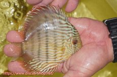 画像2: 【ワイルドディスカス】【通販】ヤムンダロイヤル　ヤングスター【個体販売】11-12cm（生体）ヤムンダ産 (2)