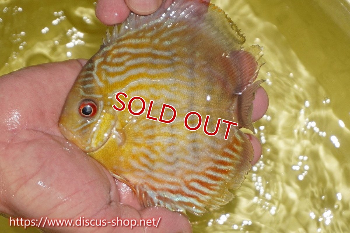 画像1: 【決算セール対象個体】【ワイルドディスカス】【通販】ヤムンダロイヤル　ヤングスター【個体販売】11-12cm（生体）ヤムンダ産 (1)