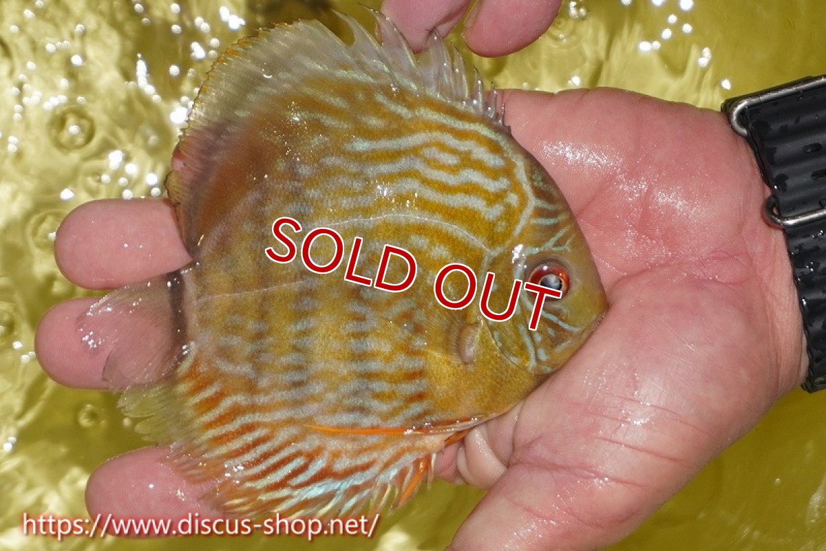 画像2: 【決算セール対象個体】【ワイルドディスカス】【通販】ヤムンダロイヤル　ヤングスター【個体販売】11-12cm（生体）ヤムンダ産 (2)