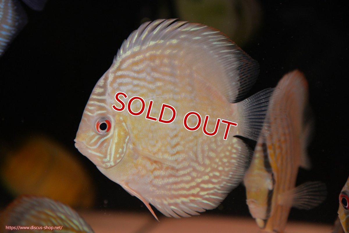 画像1: 【決算セール対象個体】【ワイルドディスカス】【通販】ヤムンダロイヤル　ヤングスター【個体販売】11-12cm（生体）ヤムンダ産 (1)