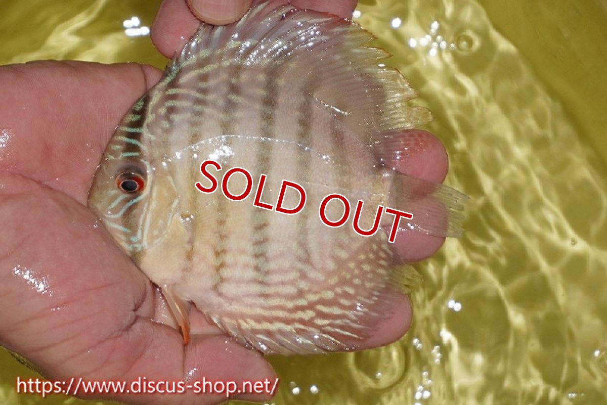 画像2: 【決算セール対象個体】【ワイルドディスカス】【通販】ヤムンダロイヤル　ヤングスター【個体販売】11-12cm（生体）ヤムンダ産 (2)