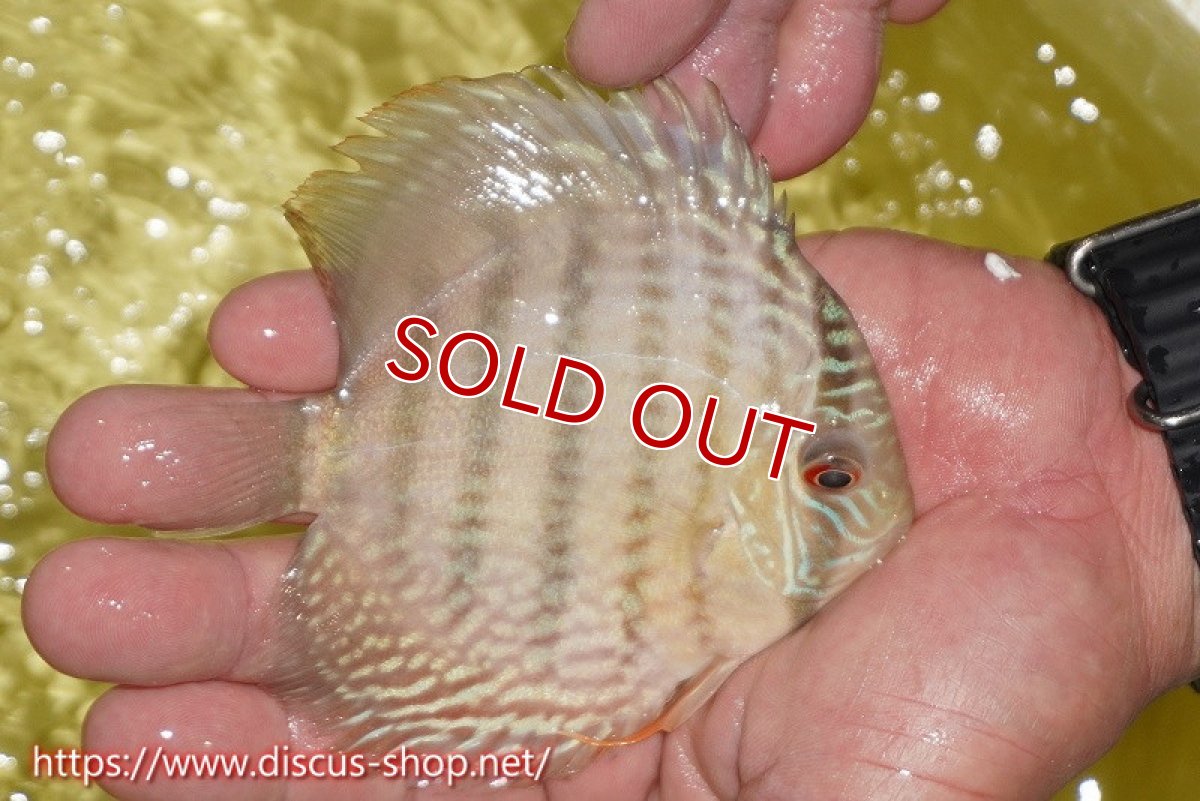 画像3: 【決算セール対象個体】【ワイルドディスカス】【通販】ヤムンダロイヤル　ヤングスター【個体販売】11-12cm（生体）ヤムンダ産 (3)