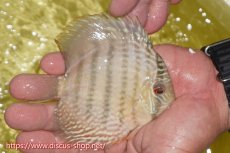 画像3: 【決算セール対象個体】【ワイルドディスカス】【通販】ヤムンダロイヤル　ヤングスター【個体販売】11-12cm（生体）ヤムンダ産 (3)