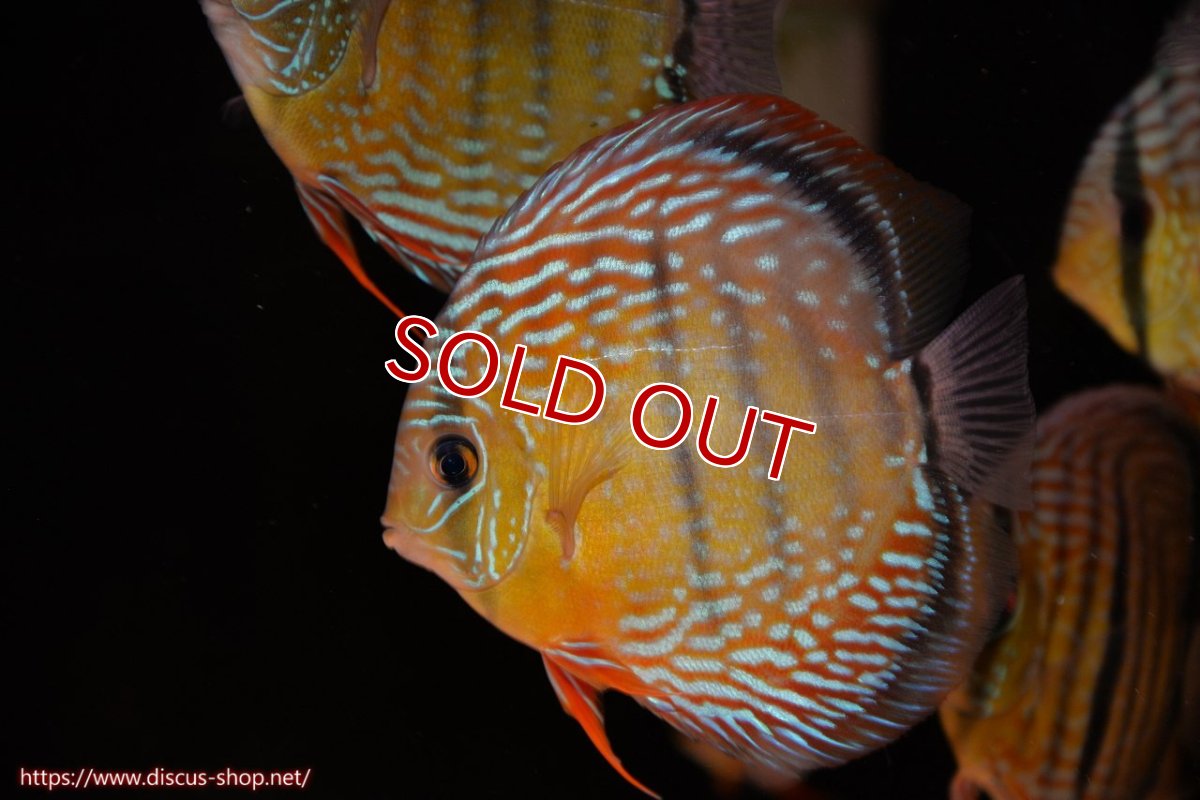 画像1: 【30周年記念セール対象個体】【ワイルドディスカス】【通販】ヤムンダロイヤル　ヤングスター（オレンジ目）【個体販売】11-12cm（生体）ヤムンダ産 (1)