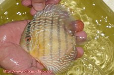 画像1: 【ワイルドディスカス】【通販】ヤムンダロイヤル　ヤングスター【個体販売】11-12cm（生体）ヤムンダ産 (1)